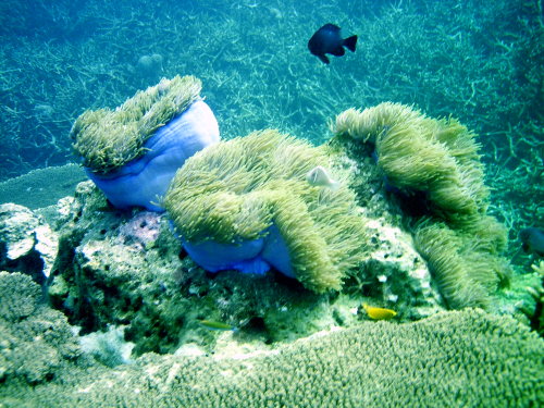 Anemones at Tioman