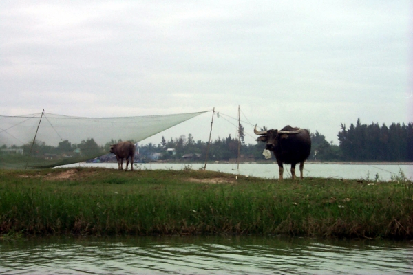 A water buffalo seems to ponder life, the universe and everything